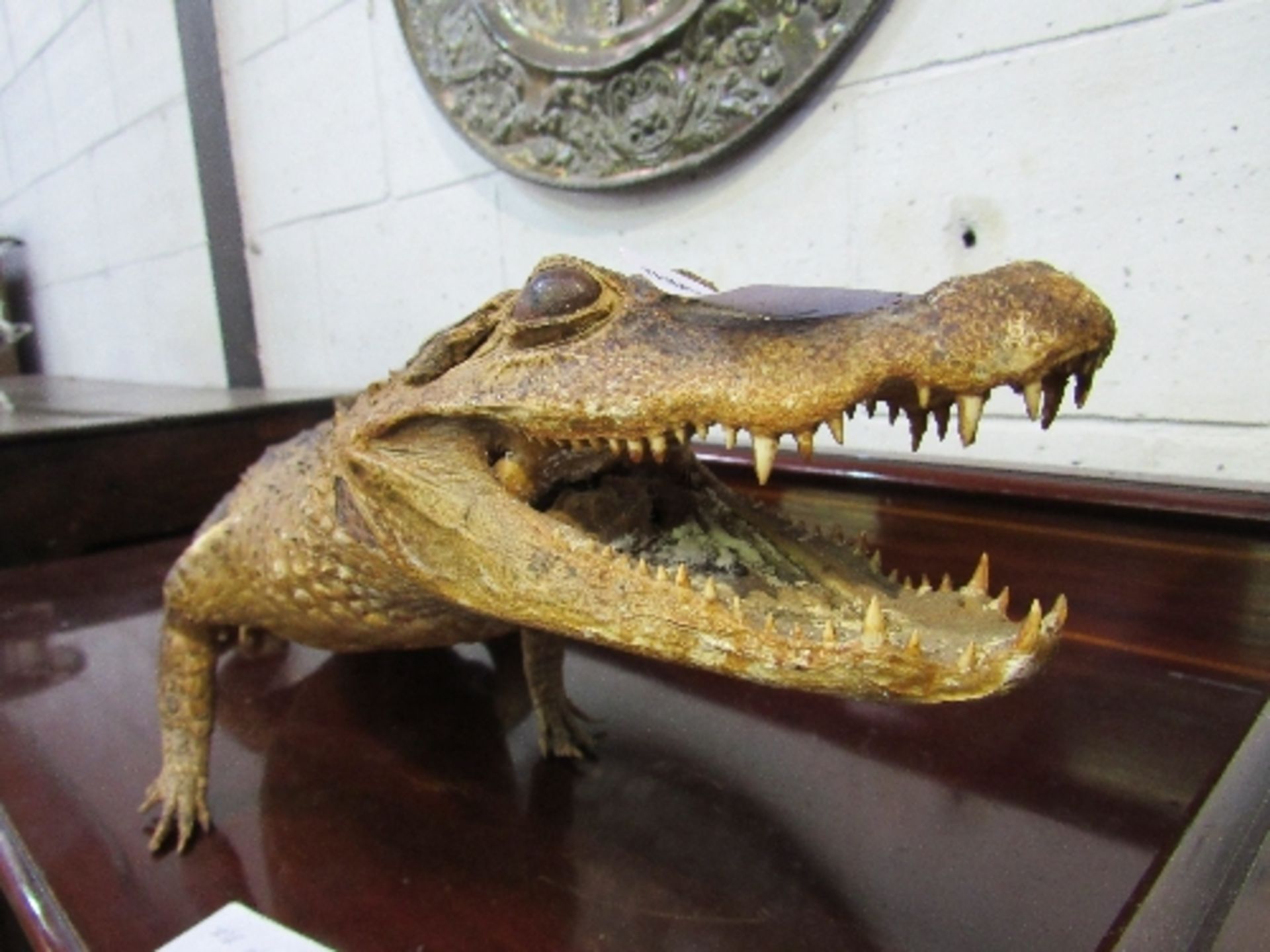 19th century large alligator taxidermy in good condition, 110cms long. Estimate £150-180 - Image 5 of 5