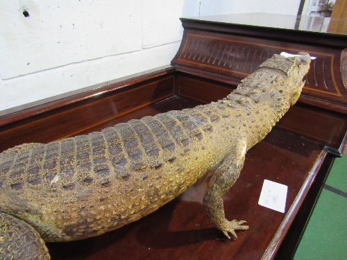 19th century large alligator taxidermy in good condition, 110cms long. Estimate £150-180 - Image 4 of 5