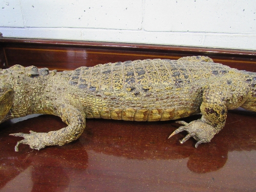 19th century large alligator taxidermy in good condition, 94cms long. Estimate £150-180 - Image 4 of 5
