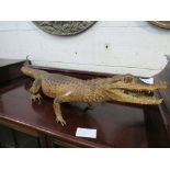 19th century large alligator taxidermy in good condition, 110cms long. Estimate £150-180