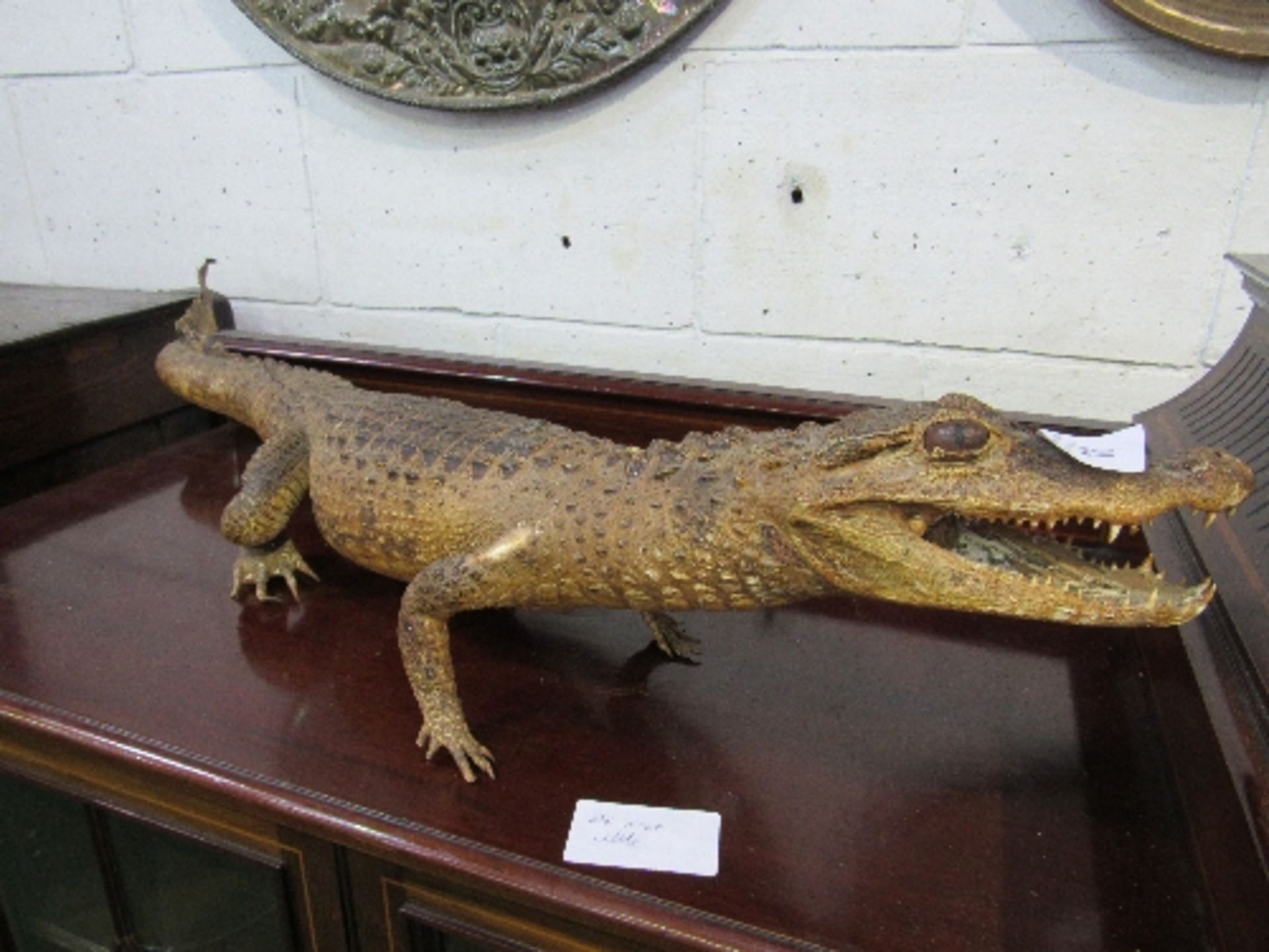 19th century large alligator taxidermy in good condition, 110cms long. Estimate £150-180