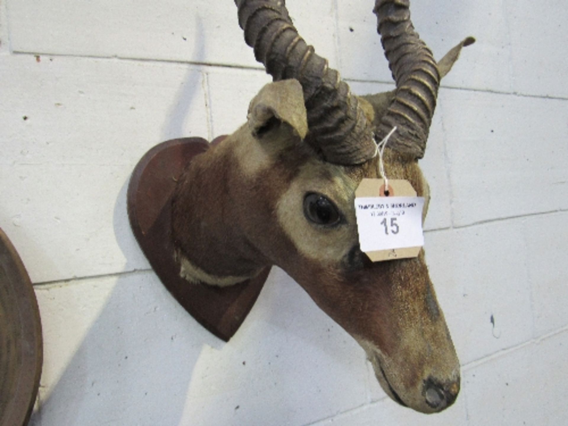 19th century African Impala head on shield, double carved & ribbed horns. Estimate £90-120 - Image 2 of 3