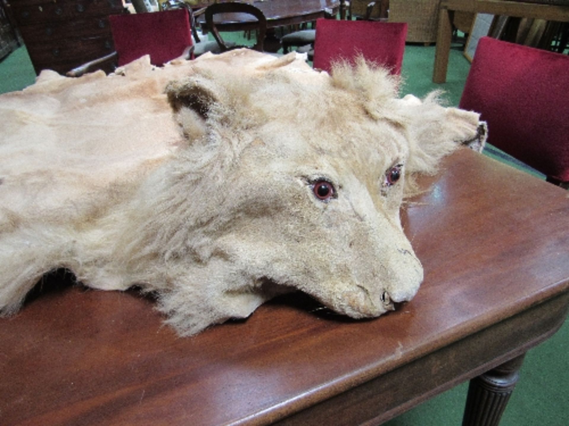 Wearable vintage male lion full skin for mounting or rug with full head. Estimate £150-200 - Image 3 of 4