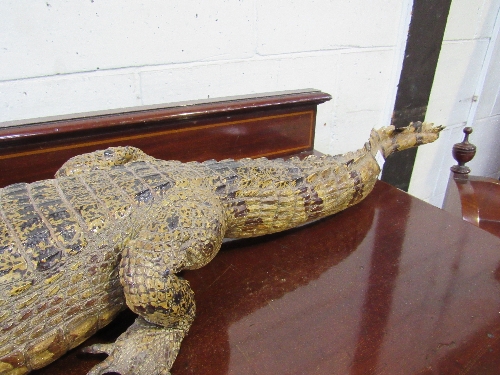 19th century large alligator taxidermy in good condition, 94cms long. Estimate £150-180 - Image 2 of 5