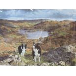 Framed & glazed limited edition print of Collie dogs, signed. Estimate £30-50