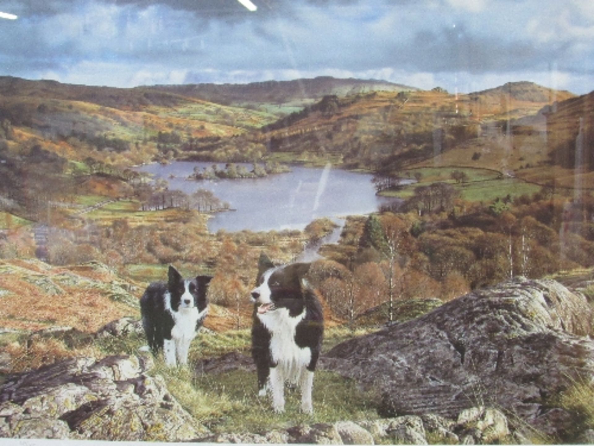 Framed & glazed limited edition print of Collie dogs, signed. Estimate £30-50
