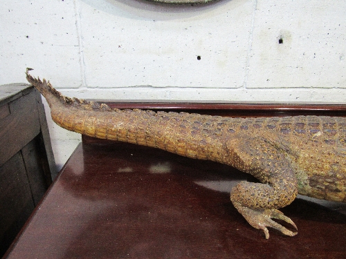 19th century large alligator taxidermy in good condition, 110cms long. Estimate £150-180 - Image 2 of 5