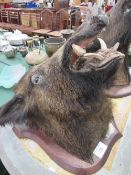 Large wild boar's head on shield, taxidermy, dated 1924. Estimate £100-120