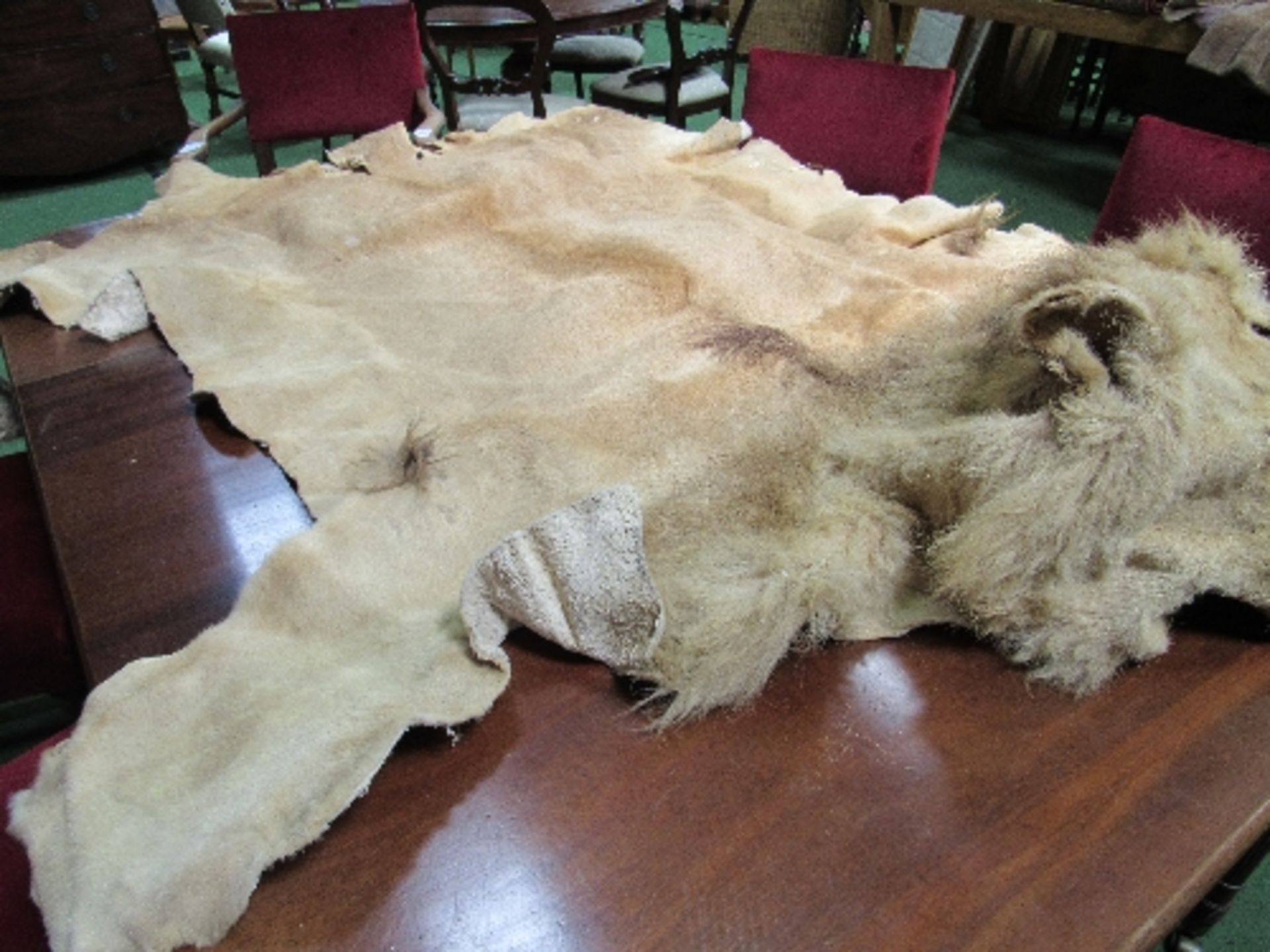 Wearable vintage male lion full skin for mounting or rug with full head. Estimate £150-200 - Image 2 of 4