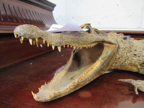 19th century large alligator taxidermy in good condition, 94cms long. Estimate £150-180 - Image 5 of 5