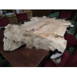 Wearable vintage male lion full skin for mounting or rug with full head. Estimate £150-200