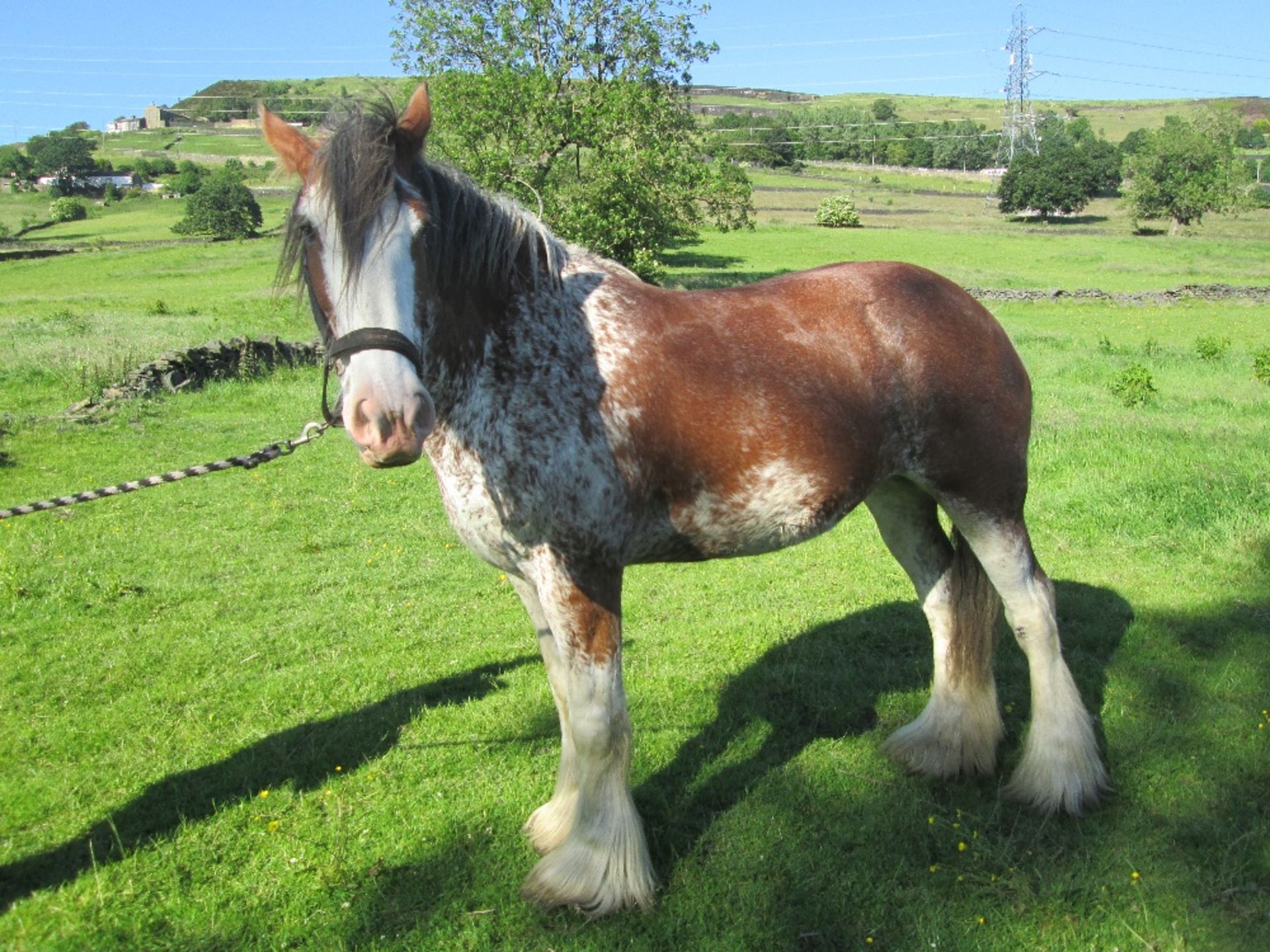 Buttercup - 17.2 hh roan pure Clydesdale, 7yr old; ridden and drives single or pair. Has a