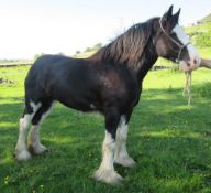 Southram Zara - 17.2 hh. Registered 3yrs old black Shire filly. Has a Society passport