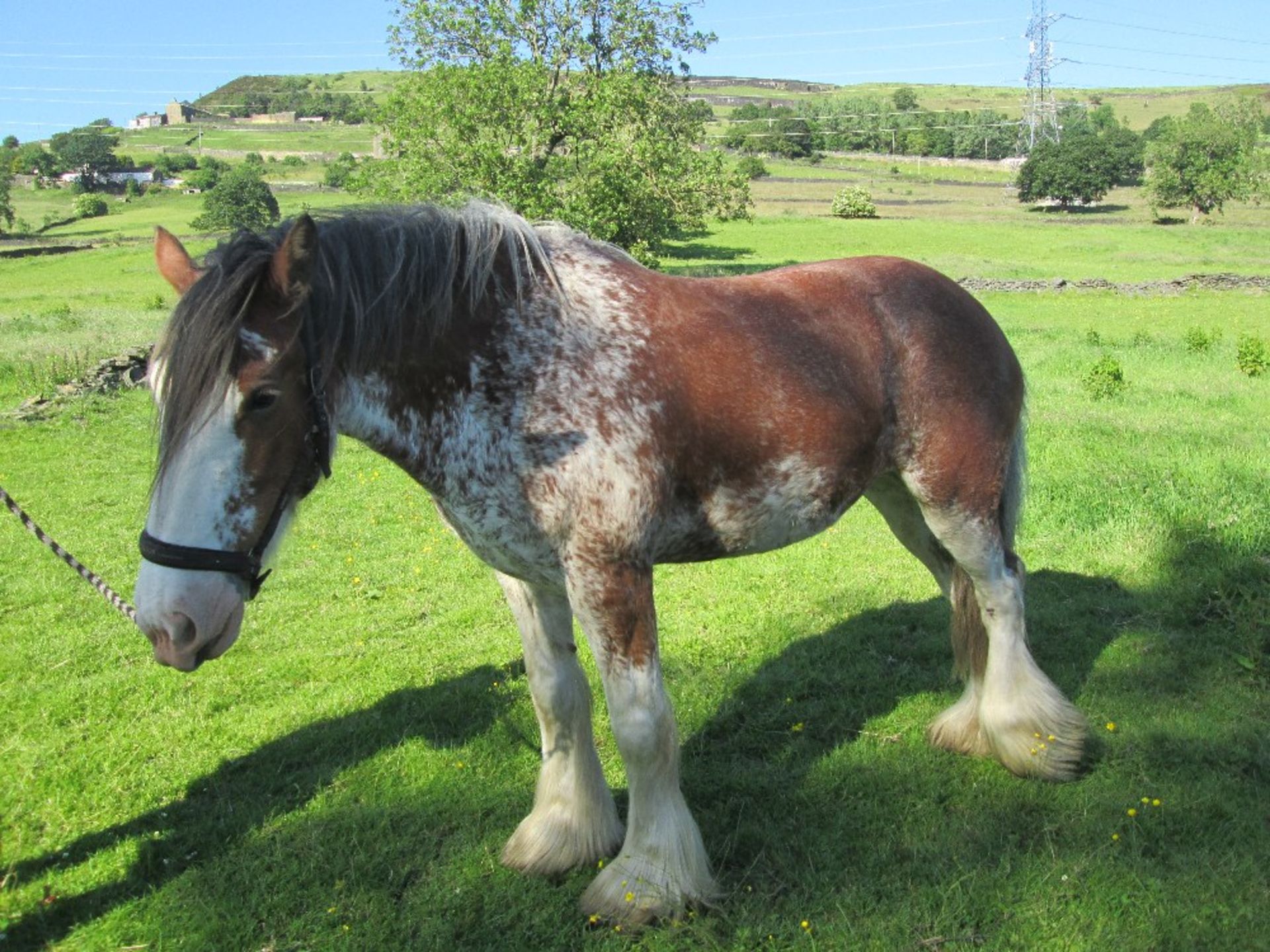 Buttercup - 17.2 hh roan pure Clydesdale, 7yr old; ridden and drives single or pair. Has a - Image 2 of 2