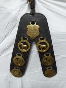 'V' shaped leather with seven horse brasses - Shire Horse World Congress 1996, British Percheron