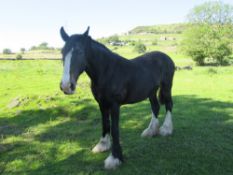 Camalter Princess Kathryn - 17.2 hh brood mare Shire filly, 19yr old. Has a Society passport