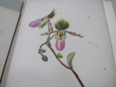 Collection of 17 1930's botanical studies, monogram SFW watercolour on card. Estimate £30-50