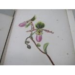 Collection of 17 1930's botanical studies, monogram SFW watercolour on card. Estimate £30-50