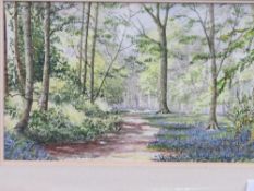 Framed & glazed watercolour of bluebells in Elm Wood by Joan Gaines. Estimate £20-30