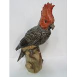 Circa 1850's Ernst Bohne, Rudolstadt, Thuringia/Dresden, large grey & red cockatoo on