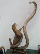 Taxidermy mongoose & cobra. Estimate £30-50