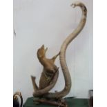 Taxidermy mongoose & cobra. Estimate £30-50