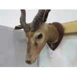 Indian antelope head with antlers, shoulder mounted on shield. Estimate £60-90