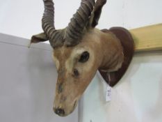 Indian antelope head with antlers, shoulder mounted on shield. Estimate £60-90