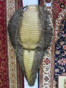 Unusual early 20th century taxidermy alligator skin for wall hanging. Estimate £90-120