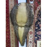 Unusual early 20th century taxidermy alligator skin for wall hanging. Estimate £90-120