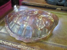 19th century South Pacific turtle shell. Ideal for wall display, or repairs & restoration of Tea