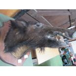 Large 20th century taxidermy wild boar's head, shoulder mount on shield. Estimate £60-90.
