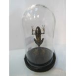 Taxidermy large tree frog in glass display dome. Estimate £40-50