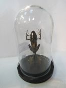 Taxidermy large tree frog in glass display dome. Estimate £40-50