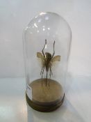 Large horned flying beetle in glass display dome. Estimate £30-40