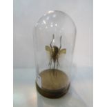 Large horned flying beetle in glass display dome. Estimate £30-40