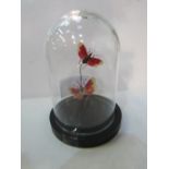 Pair of flying Proboscis beetles in glass display dome. Estimate £30-40