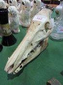 Taxidermy wild boar skull (skeleton). Estimate £15-25