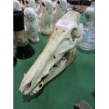 Taxidermy wild boar skull (skeleton). Estimate £15-25