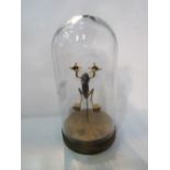 Taxidermy tree frog in glass display dome. Estimate £30-40