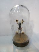 Taxidermy tree frog in glass display dome. Estimate £30-40