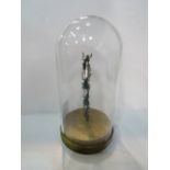 4 taxidermy ringed beetles in glass display dome. Estimate £30-40
