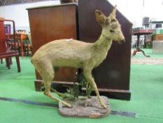 Full body mount taxidermy of a standing Roe Deer on naturalistic bark & floral base, height 80cms,