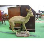 Full body mount taxidermy of a standing Roe Deer on naturalistic bark & floral base, height 80cms,