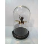 Taxidermy large Rhino beetle in glass display dome. Estimate £40-50