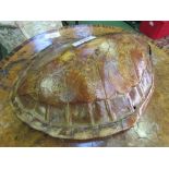 Turtle shell *. Estimate £20-30
