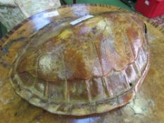 Turtle shell *. Estimate £20-30
