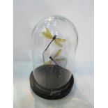 Pair of taxidermy dragonfly moths in glass display dome. Estimate £30-40