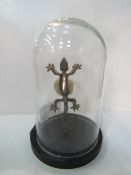 Taxidermy flying tree lizard in glass display dome. Estimate £40-50