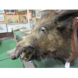 Large male wild Boar's head taxidermy, shoulder mount on oak shield with plaque dated 1924, 61 x